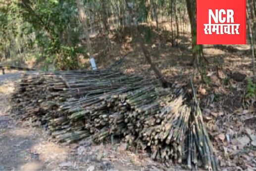 डांग जिले का हरा-भरा जंगल नष्ट होने की कगार पर 