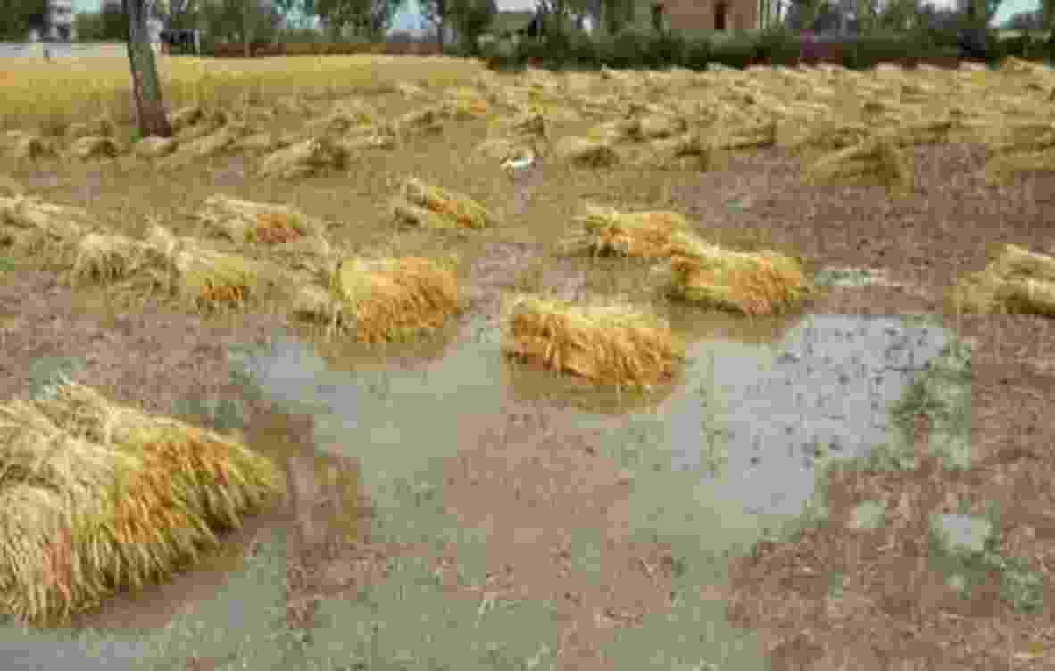 राजस्थान: बे मौसम बारिश ने फसलों को किया तबाह, किसान हुए परे