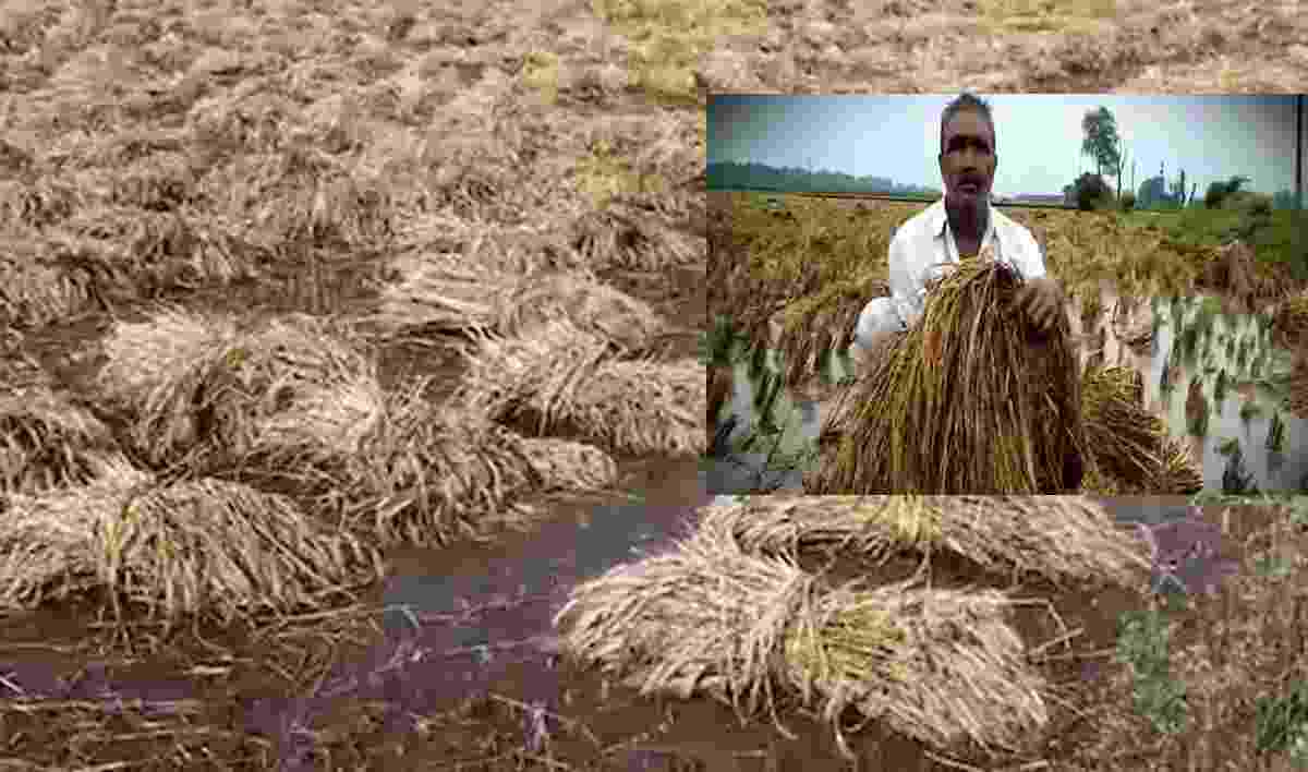 Rajasthan: अन्नदाता पर कुदरत का कहर, गेहूं में 80% नुकसान की