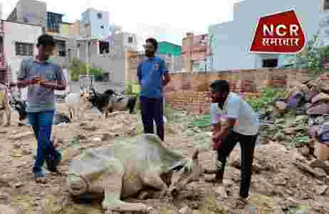 लम्पी नामक बिमारी से गायों की हो रही मौत 